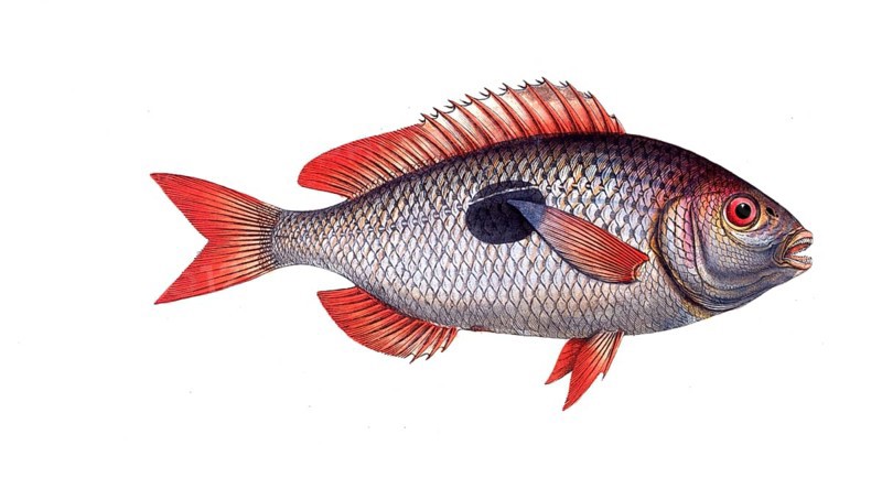 Fish, Fish, Sea bream family, Sparus maena, Historical, digitally restored reproduction from a 19th century original, Record date not stated