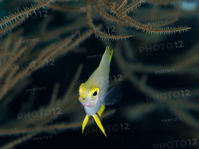 A single fish with yellow fins, Golden damselfish (Amblyglyphidodon aureus) juvenile, swimming in front of dark corals, dive site Spice Reef, Penyapangan, Bali, Indonesia, Asia