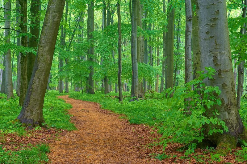 Quiet forest path surrounded by beech trees, spring, Hainich National Park, Thuringia, Germany, Europe