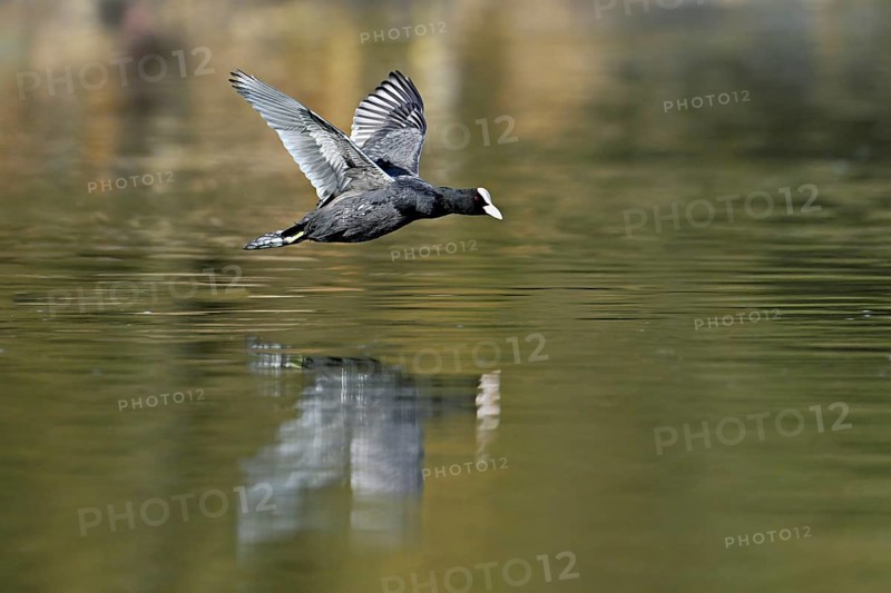 Eurasian Coot (Fulica atra), adult bird flying over the water, Flachsee, Canton Aargau, Switzerland, Europe