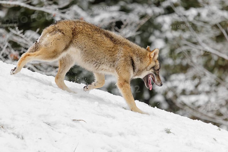 A young grey wolf (Canis lupus lupus) runs across the sloping, snow-covered meadow at the edge of a forest on a cold, cloudy day