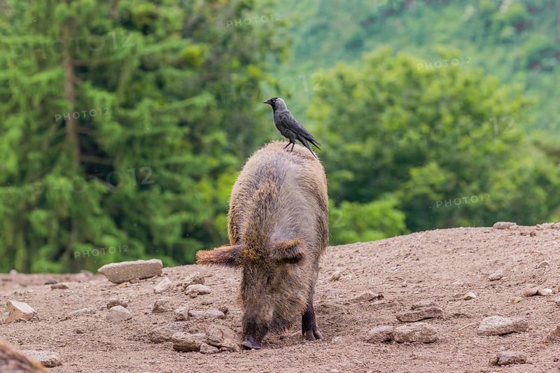 A wild boar or wild pig (Sus scrofa), walks across an opening searching for food. A western jackdaw (Coloeus monedula) stands on his back