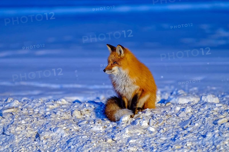 Red fox (Vulpes vulpes), winter, sitting in the snow, evening light, Yukon Territory, Canada, North America