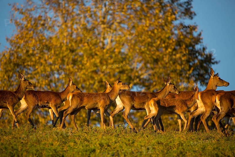 A herd of female red deer standing on a meadow in sweet evening light
