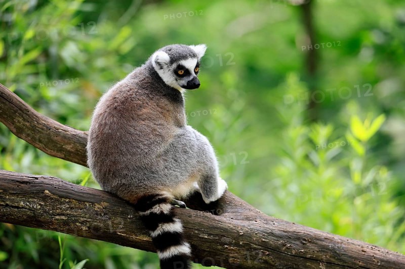Catta (Lemur catta) adult, sitting on tree, Magaskar