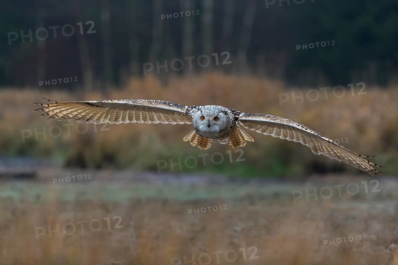 One Siberian Eagle Owl (Bubo bubo sibiricus) flying over tall reed grass lakeshore on an autumnal misty cold morning