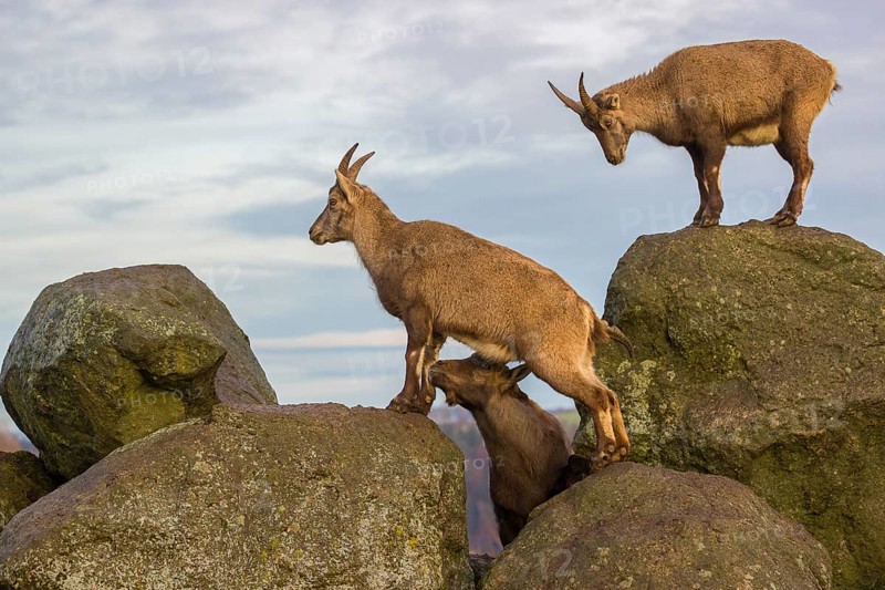 Two ibex (Capra ibex), a male and a female, stand on a rock. The male shows some flehming and sniffs on the female