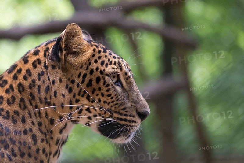 One Sri Lanka Leopard, Panthera pardus kotiya, sideview portrait