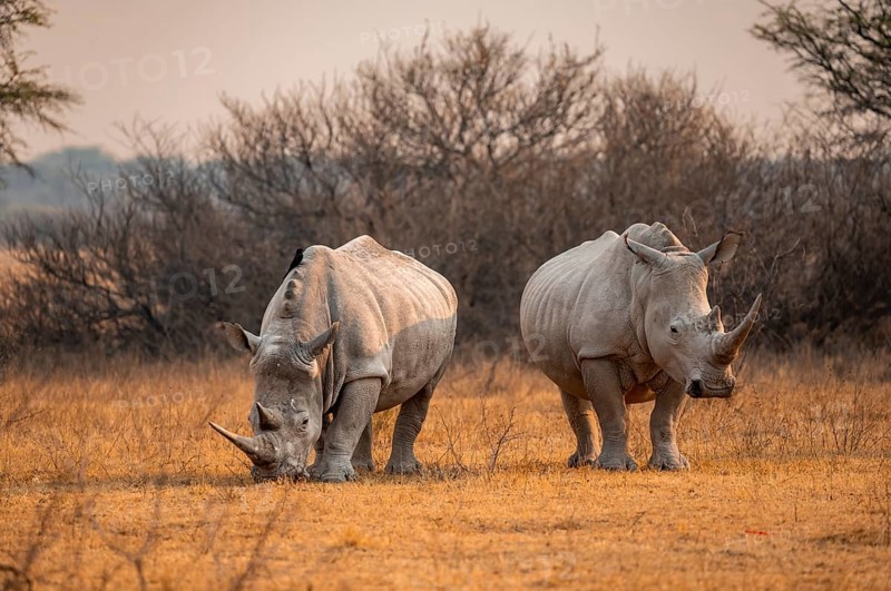 Southern white rhinoceros (Ceratotherium simum simum), two rhinos in the evening light, Khama Rhino Sanctuary, Serowe, Botswana, Africa