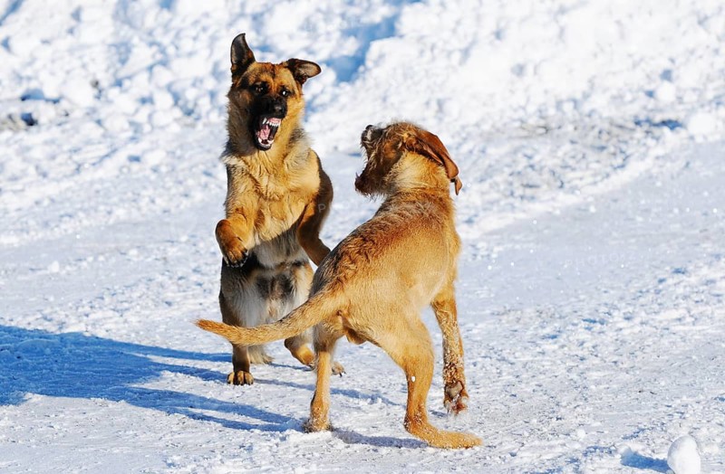 Two dogs play happily in the snow and show lively movements with joyful expressions, German Shepherd, Drahthaarvizsla or Hungarian Pointing Dog, Austria, Europe