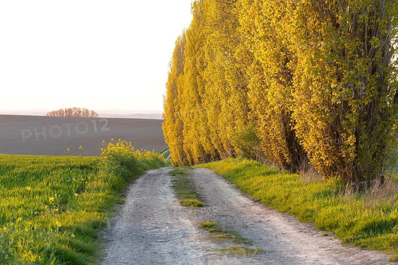 An avenue of poplars (populus) characterising the landscape in the evening light, Lommatzscher Pflege near Staucha, Saxony, Germany, Europe