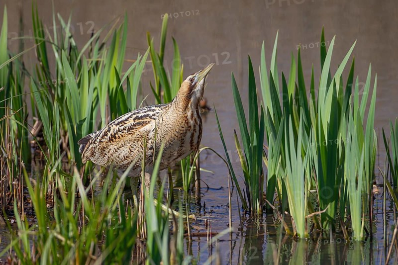 Eurasian or Great bittern (Botaurus stellaris) adult bird in a reedbed in spring, England, United Kingdom, Europe