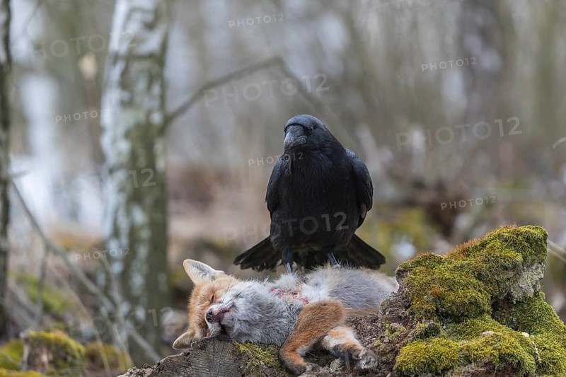 One common raven (Corvus corax), feeding on the carcass of a red fox lying on stones in a forest of birch trees