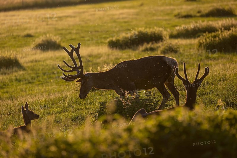 Two male Altai maral, Altai wapiti or Altai elk (Cervus canadensis sibiricus) roaming over a meadow in very late evening light
