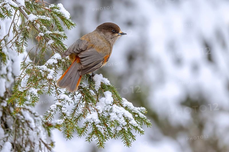 Siberian jay (Perisoreus infaustus, Corvus infaustus) perched in spruce tree in snow covered taiga in winter, Scandinavia