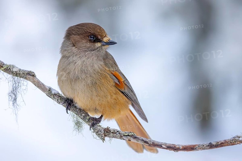 Siberian jay (Perisoreus infaustus, Corvus infaustus) perched in tree in snow covered taiga in winter, Scandinavia