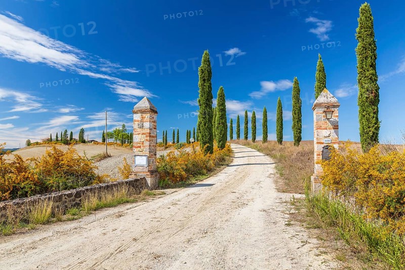 Gateway with avenue of columnar cypresses (Cupressus sempervirens) near Siena, Tuscany, Italy, Europe