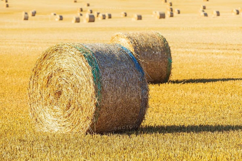 Straw bales on a harvested grain field, stubble field, Nossen, Saxony, Germany, Europe