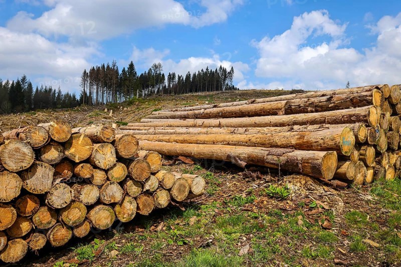 27.04.2022, Hilchenbach, North Rhine-Westphalia, Germany, Forest dieback in the Siegen-Wittgenstein district in the Sauerland, drought and bark beetles damage the spruce trees in the coniferous forest. Dead spruce trees were felled, Europe