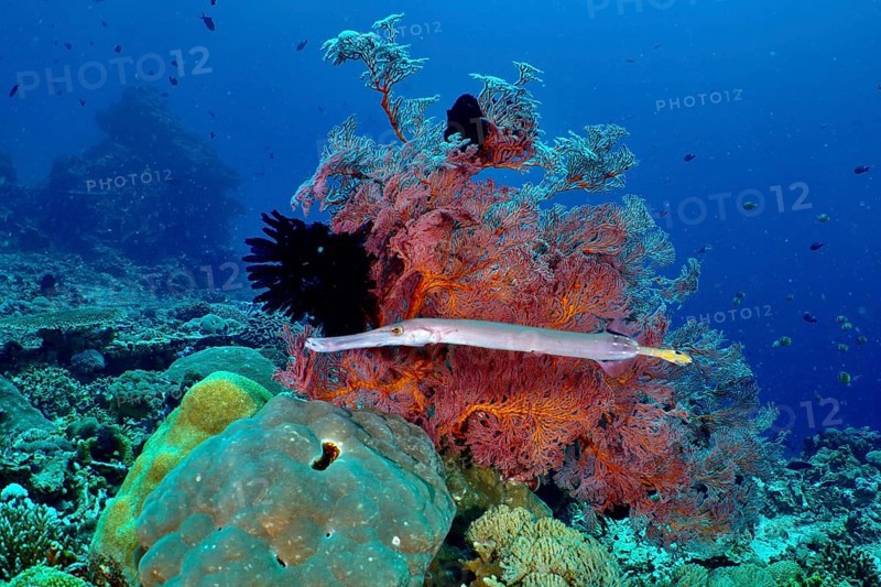 A diverse underwater landscape with colourful corals, Chinese trumpetfish (Aulostomus chinensis) and clear water, dive site Gamat Bay, Nusa Ceningan, Nusa Penida, Bali, Indonesia, Asia