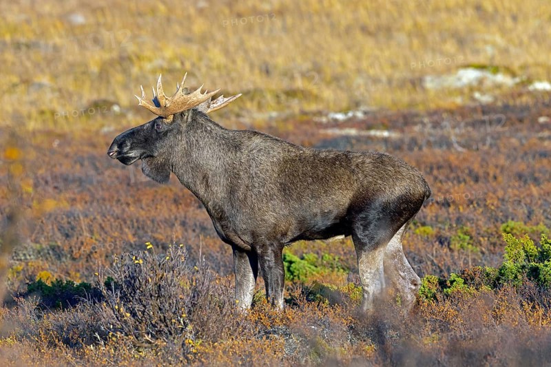 Moose, elk (Alces alces), adult bull, male foraging on the tundra in autumn, fall, Sweden, Scandinavia, Europe