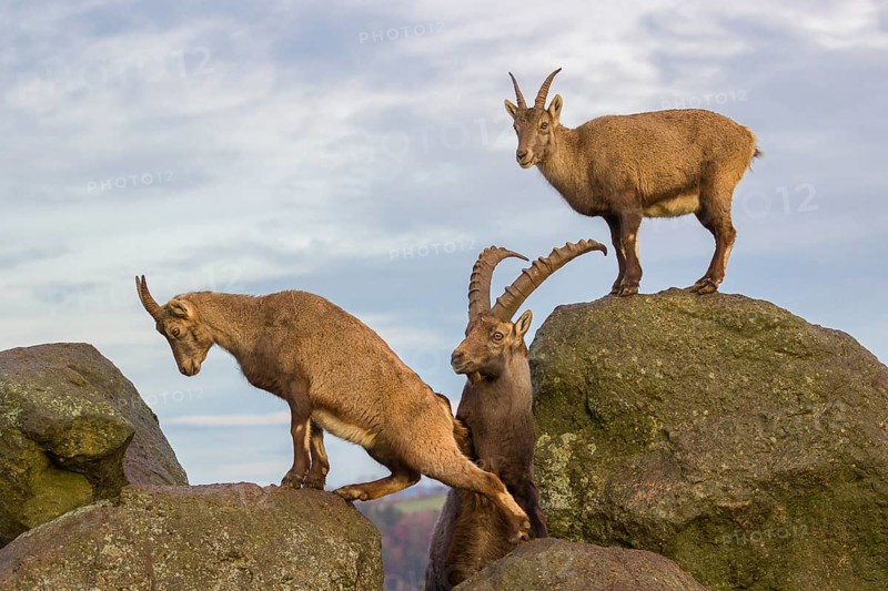 Two ibex (Capra ibex), a male and a female, stand on a rock. The male shows some flehming and sniffs on the female