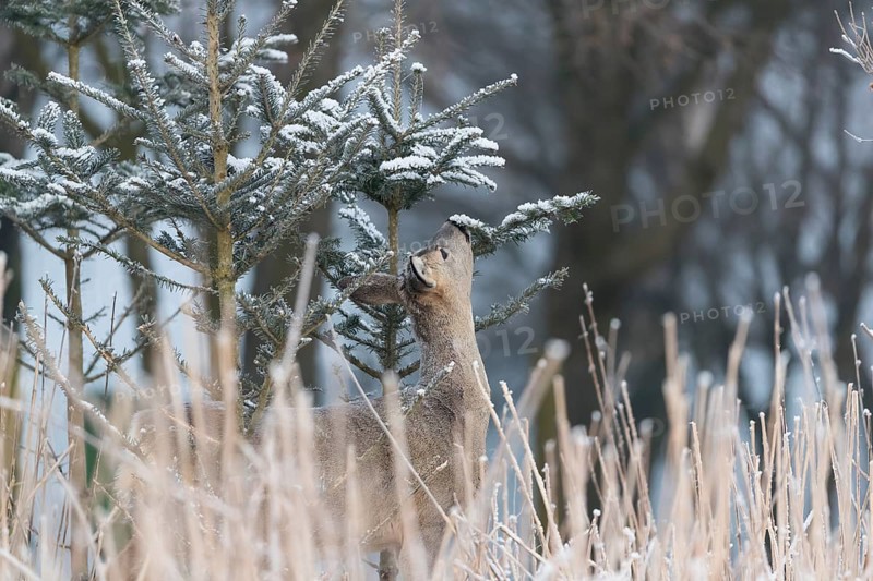 Roe deer between fir trees with hoar frost at minus 15 °C. Feeding on the needles