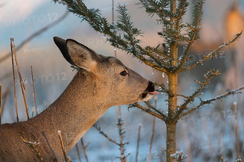 Roe deer between fir trees with hoar frost on the ground at minus 15 °C. Feeding on the needles