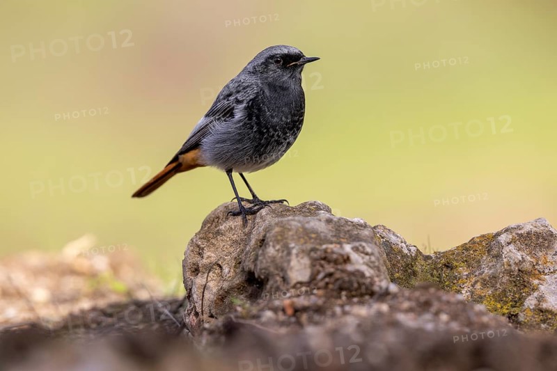 Redstart (Phoenicurus ochruros), on stone, Andalusia, Spain, Europe