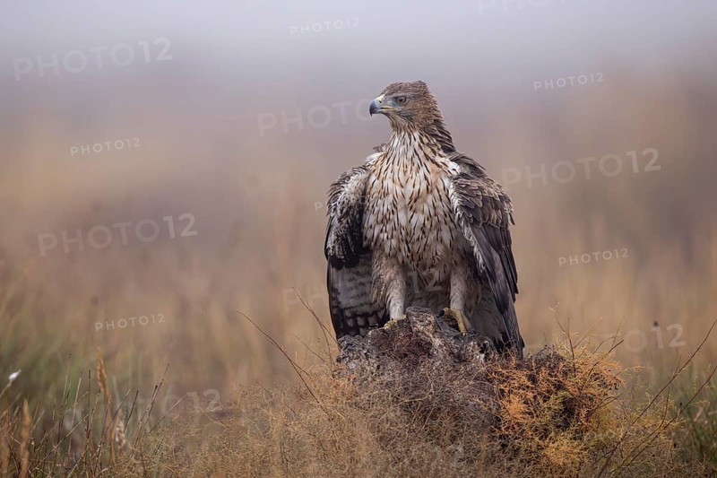 Bonelli's eagle (Aquila fasciata), mantling on tree stump, La Mancha, Spain, Europe