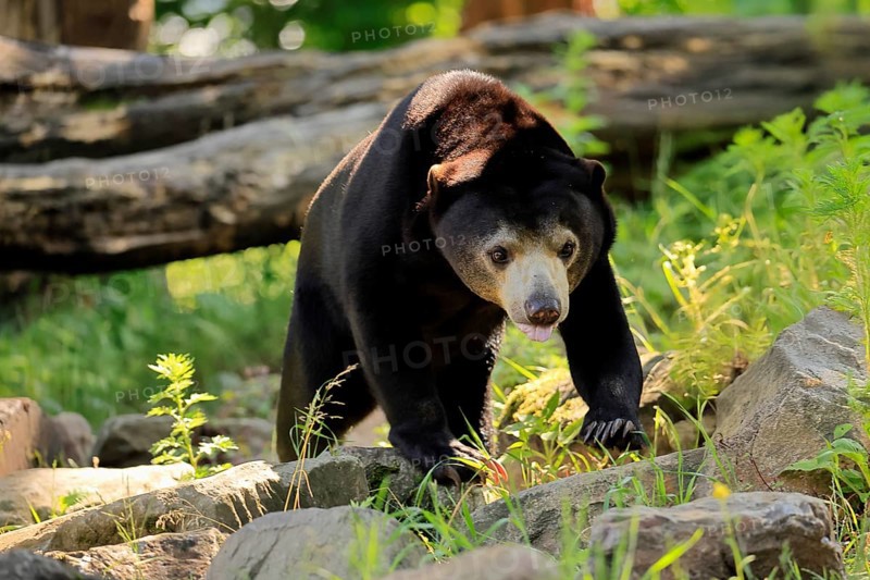Malayan bear (Helarctos malayanus), adult, foraging, alert, Southeast Asia