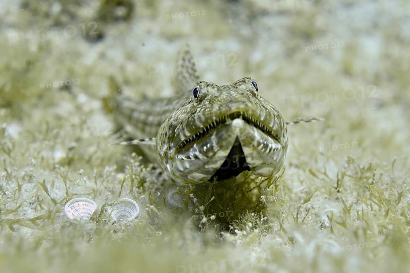 A fish with camouflage pattern, diamond lizardfish (Synodus synodus), lying on seagrass on the seabed, dive site Las Rosas, Las Galletas, Tenerife, Canary Islands, Spain, Europe