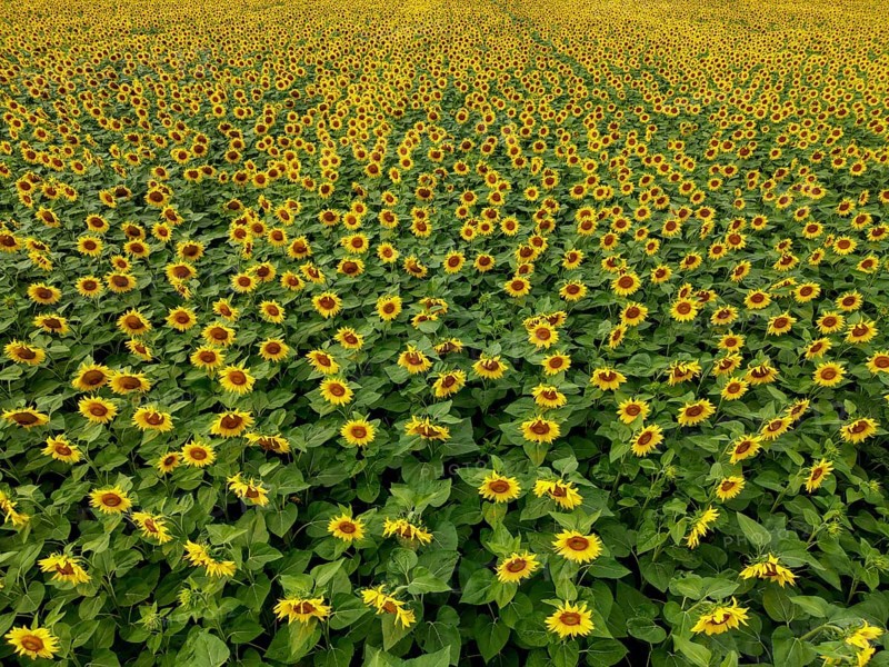 Sunflower field near Holzhausen, town of Rheinau, aerial view, Ortenau district, Baden-Württemberg, Germany, Europe