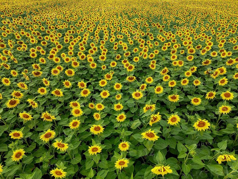 Sunflower field near Holzhausen, town of Rheinau, aerial view, Ortenau district, Baden-Württemberg, Germany, Europe