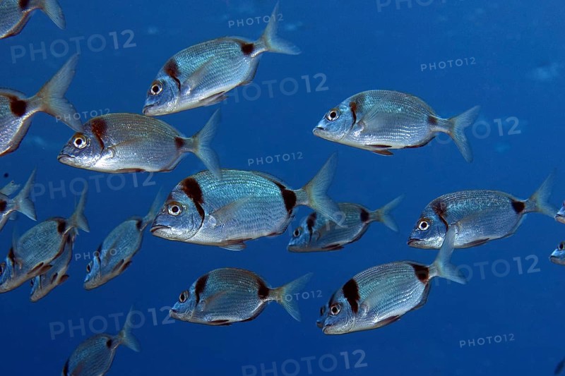 Underwater photo of Small shoal of two-banded seabream (Diplodus vulgaris) Seabream, food fish, Mediterranean Sea