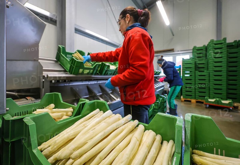 Wesel, North Rhine-Westphalia, Germany, harvest workers from Eastern Europe wash and sort the asparagus, here at a press event to mark the opening of the asparagus season at the Heinen asparagus and fruit farm, Europe