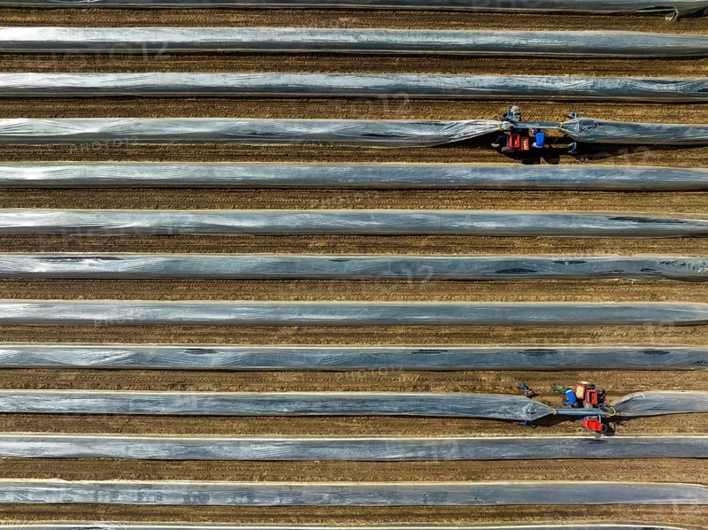 Wesel, North Rhine-Westphalia, Germany, Harvest workers from Eastern Europe harvest the first asparagus of the season in a field, Europe