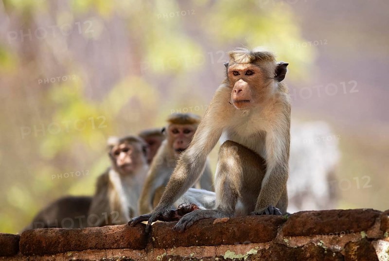 Ceylon hat monkeys (Macaca sinica) in the ruined city of Polonnaruwa, Central Province, Sri Lanka, Asia