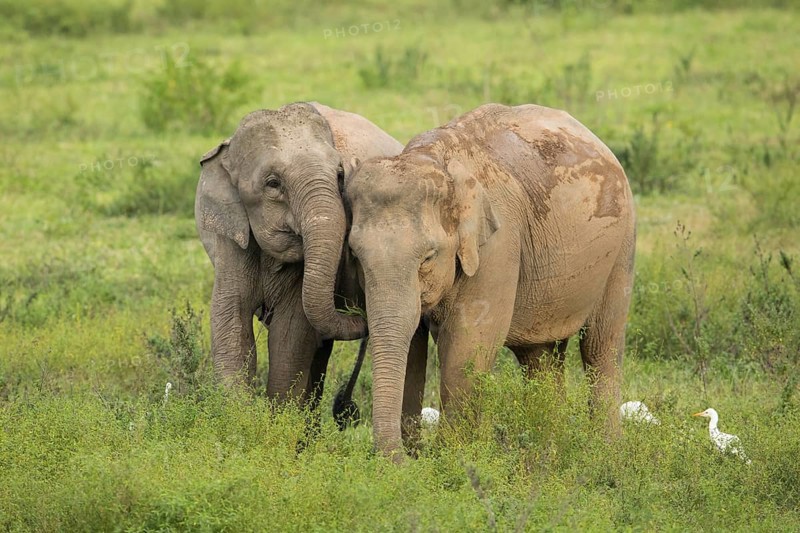 Indian elephants (Elephas maximus indicus), Khiri Khan, Hua Hin, Kui Buri National Park, Thailand, Asia
