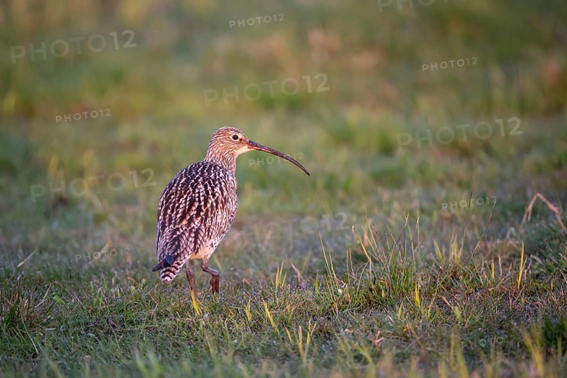 Eurasian curlew (Numenius arquata), Ochsenmoor, Dümmer, Lemförde, Lower Saxony, Germany, Europe