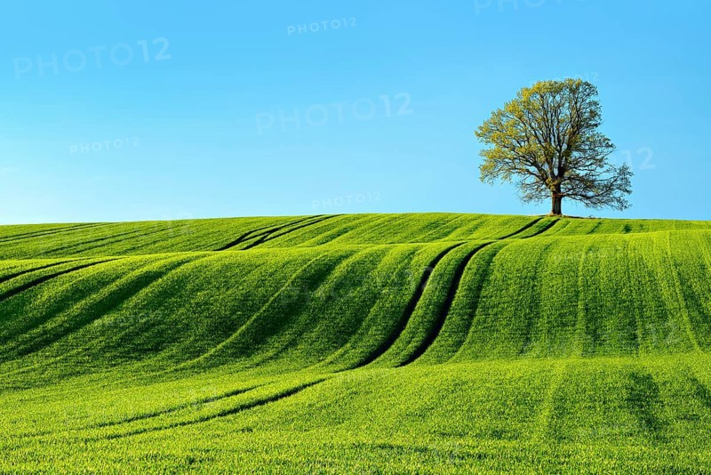 Solitary oak tree in the evening light, green field with rolling hills in spring, near Triptis, Thuringia, Germany, Europe