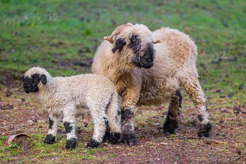 A female Valais Blacknose sheep and its lamb (Avis Aries) stand on a pasture on hilly ground