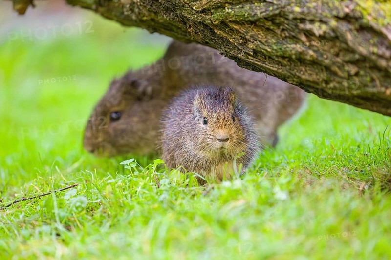 A young and an adult Brazilian guinea pig (Cavia aperea) graze on a green meadow