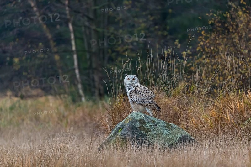 One Siberian Eagle Owl (Bubo bubo sibiricus) sitting on a rock between tall reed grass lakeshore on an autumnal misty cold morning