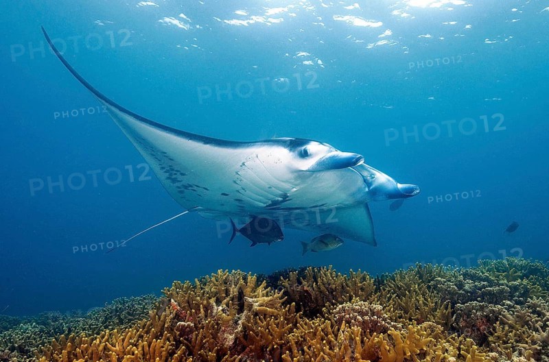 Underwater photo of reef manta (Manta alfredi) Manta, devil ray, winged ray, plankton eater, hovering over cleaning station over coral reef corals stony corals (Scleractina) hard corals staghorn corals (Acropora) in shallow water of lagoon, Pacific, Indo-Pacific, Yap Island, Yap State, Caroline Islands, FSM, Federated States of Micronesia, Australia, Oceania