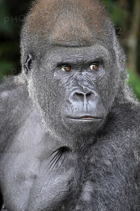 Western lowland gorilla (Gorilla gorilla gorilla), portrait, Réserve Lésio-Louna nature reserve, near Moembe, Plateau department, Republic of the Congo