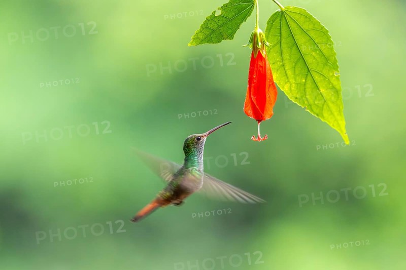 Brown-tailed Amazon (Amazilia tzacatl), Hummingbird (Trochilidae), Swiftbirds (Apodiformes), Laguna del Lagarto Lodge, Alajuela, Costa Rica, Central America