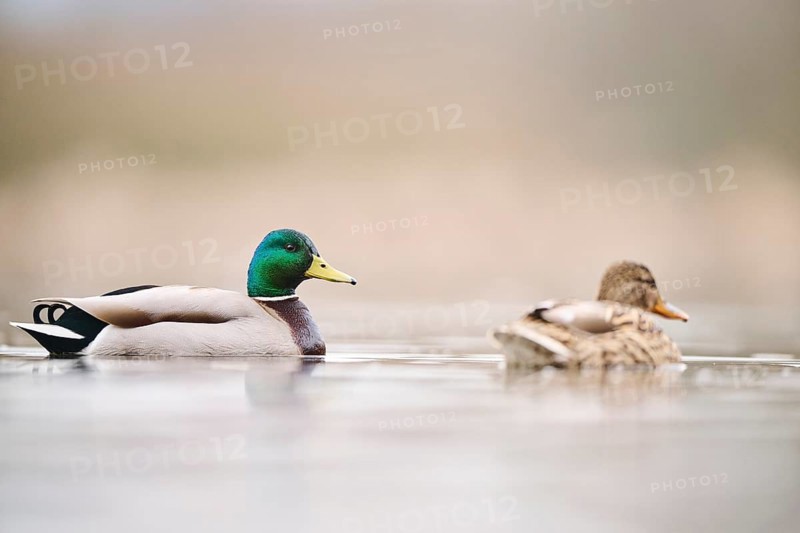 Wild duck (Anas platyrhynchos) couple swimming on a lake, Bavaria, Germany, Europe