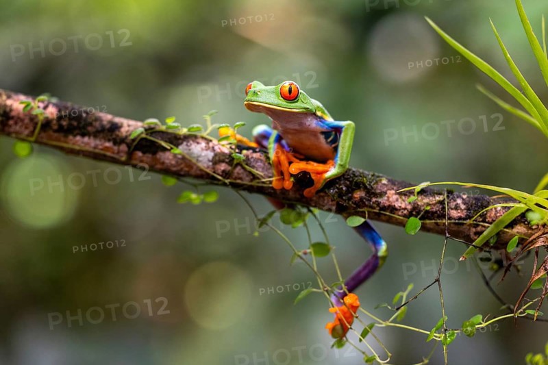Red-eyed tree frog (Agalychnis callidryas), frogs (Rana), Alajuela, Costa Rica, Central America