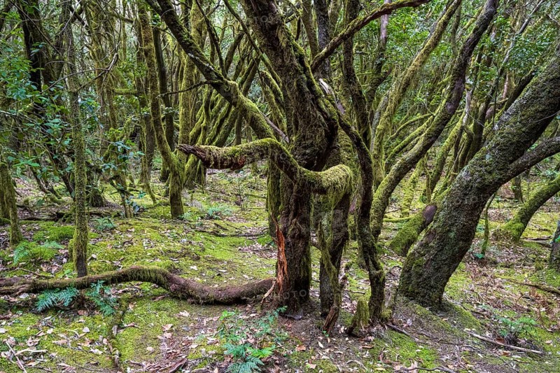 Cloud forest, laurel forest, Garajonay National Park, UNESCO World Heritage Site, La Gomera, Canary Islands, Spain, Europe